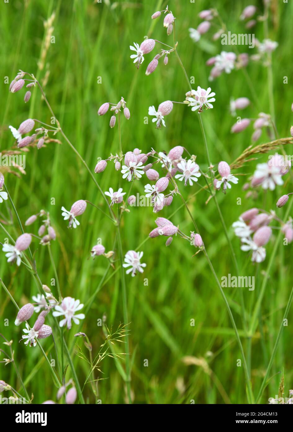 blooming Silene vulgaris in summer Stock Photo