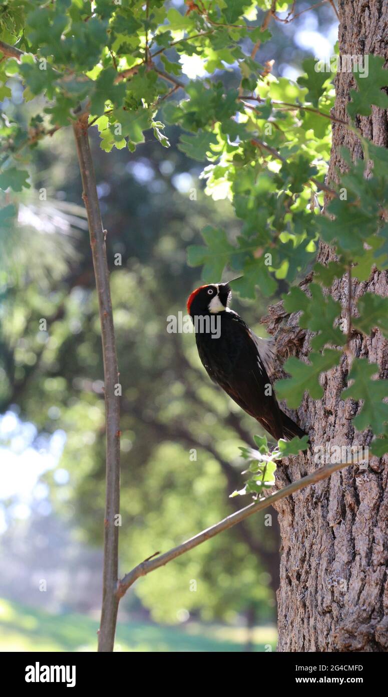 Male Acorn Woodpecker, Melanerpes formicivorus, with a bright red head