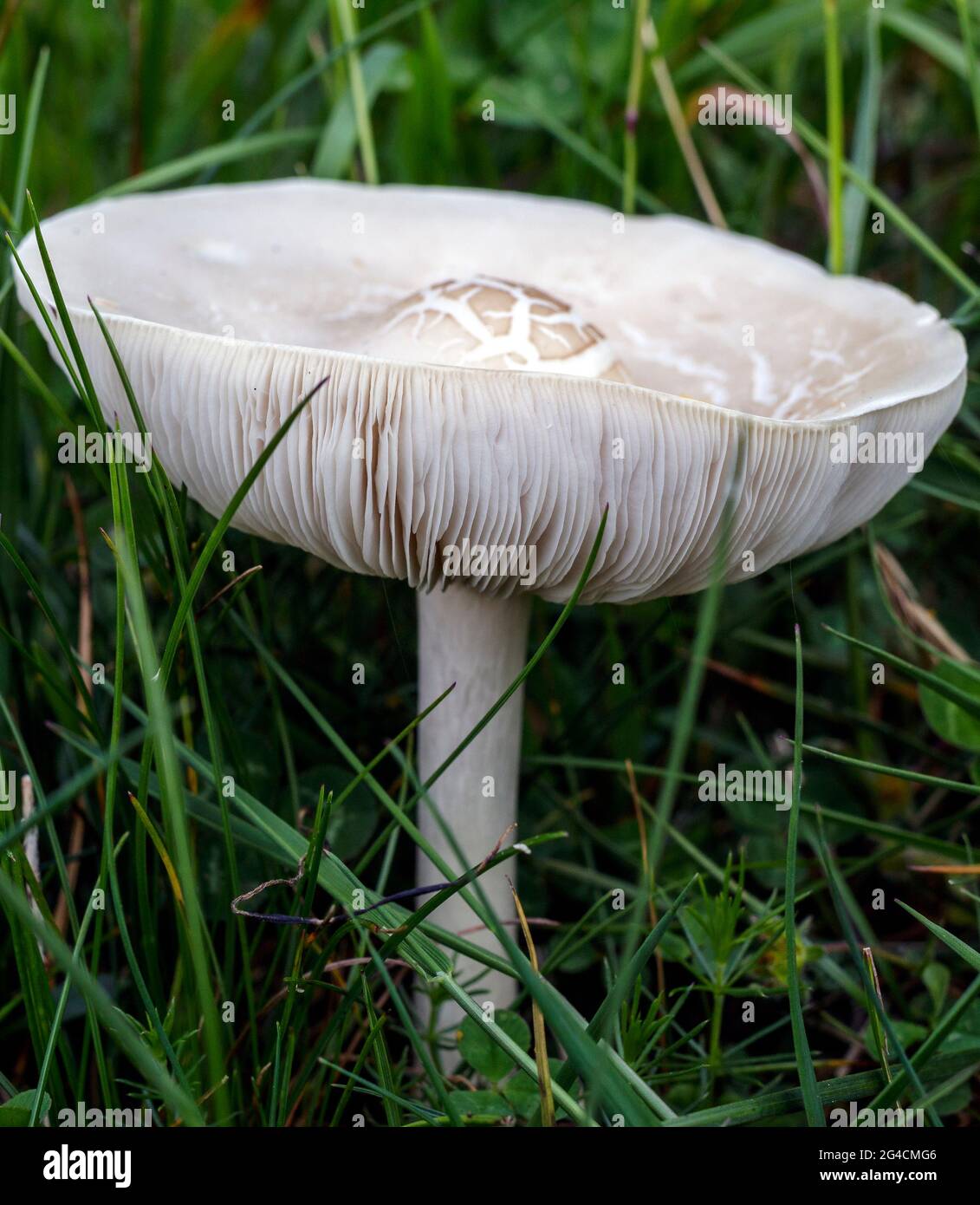 White lamellar mushroom Stock Photo