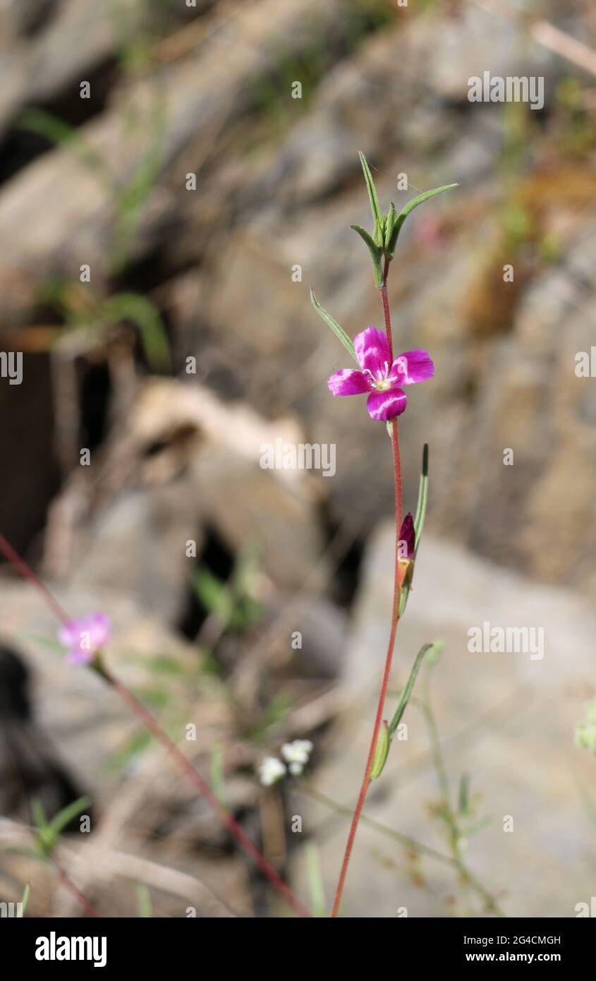 A beautiful, delicate purple wildflower blooms in a dry, arid field in drought conditions, Sonora County, CA. Stock Photo