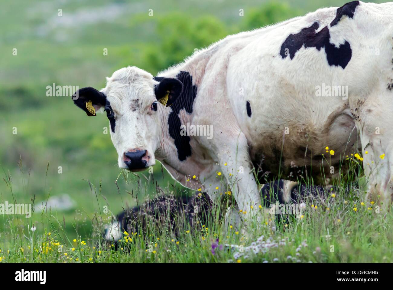A dairy cow Stock Photo