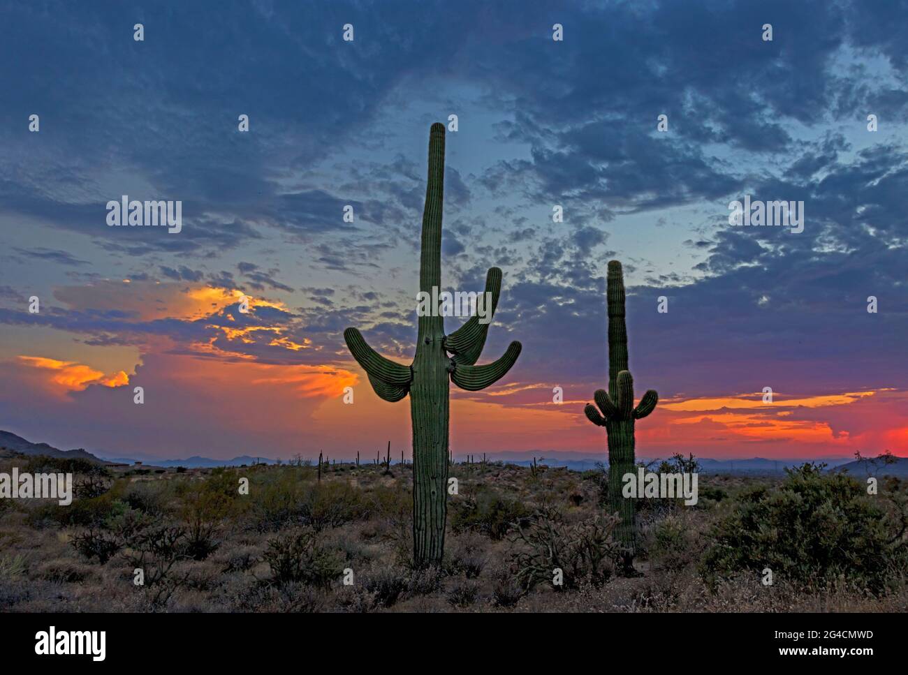 Fiery sunset saguaro cactus hi-res stock photography and images - Alamy
