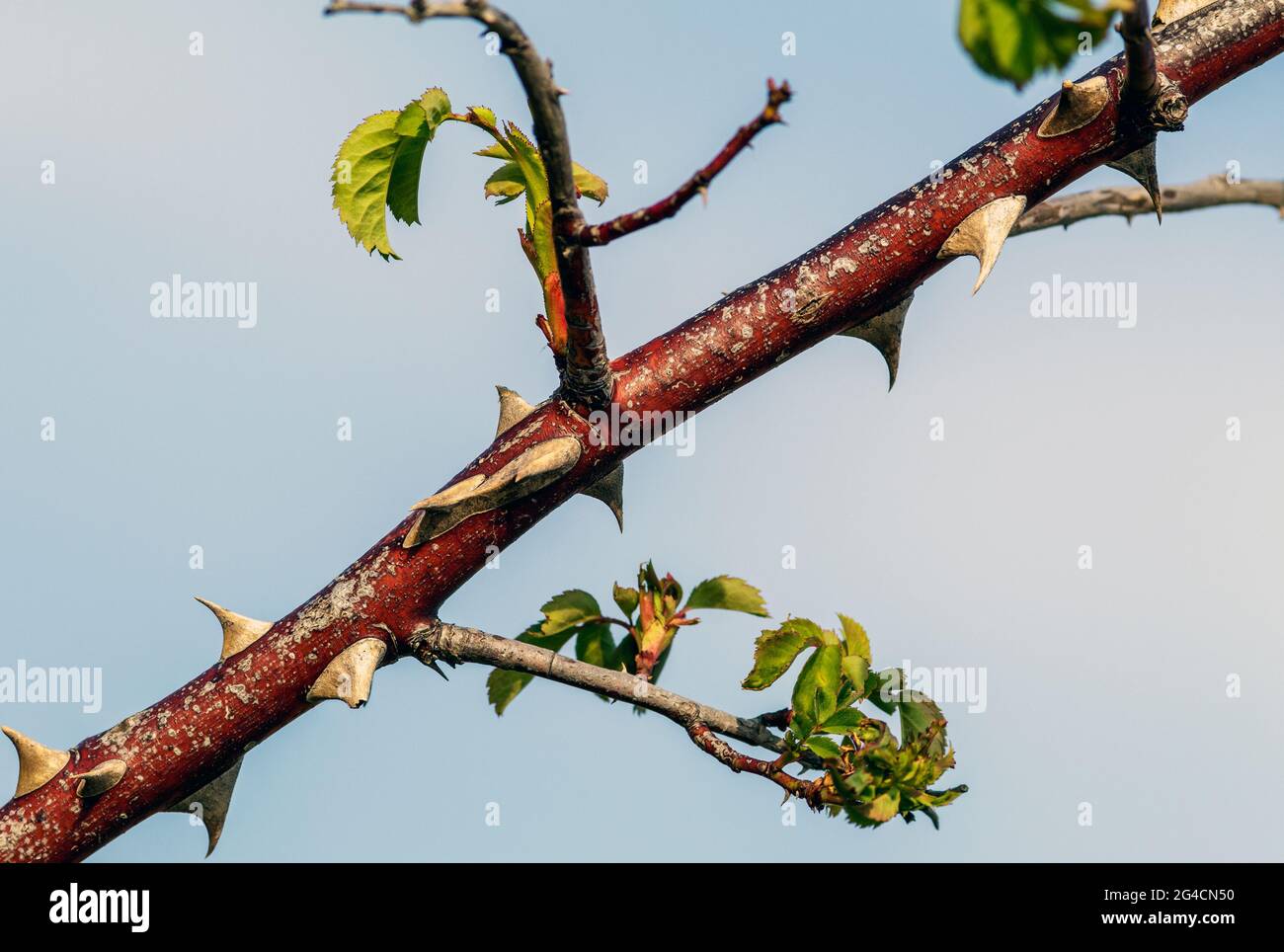 Closeup close up branch hi-res stock photography and images - Alamy