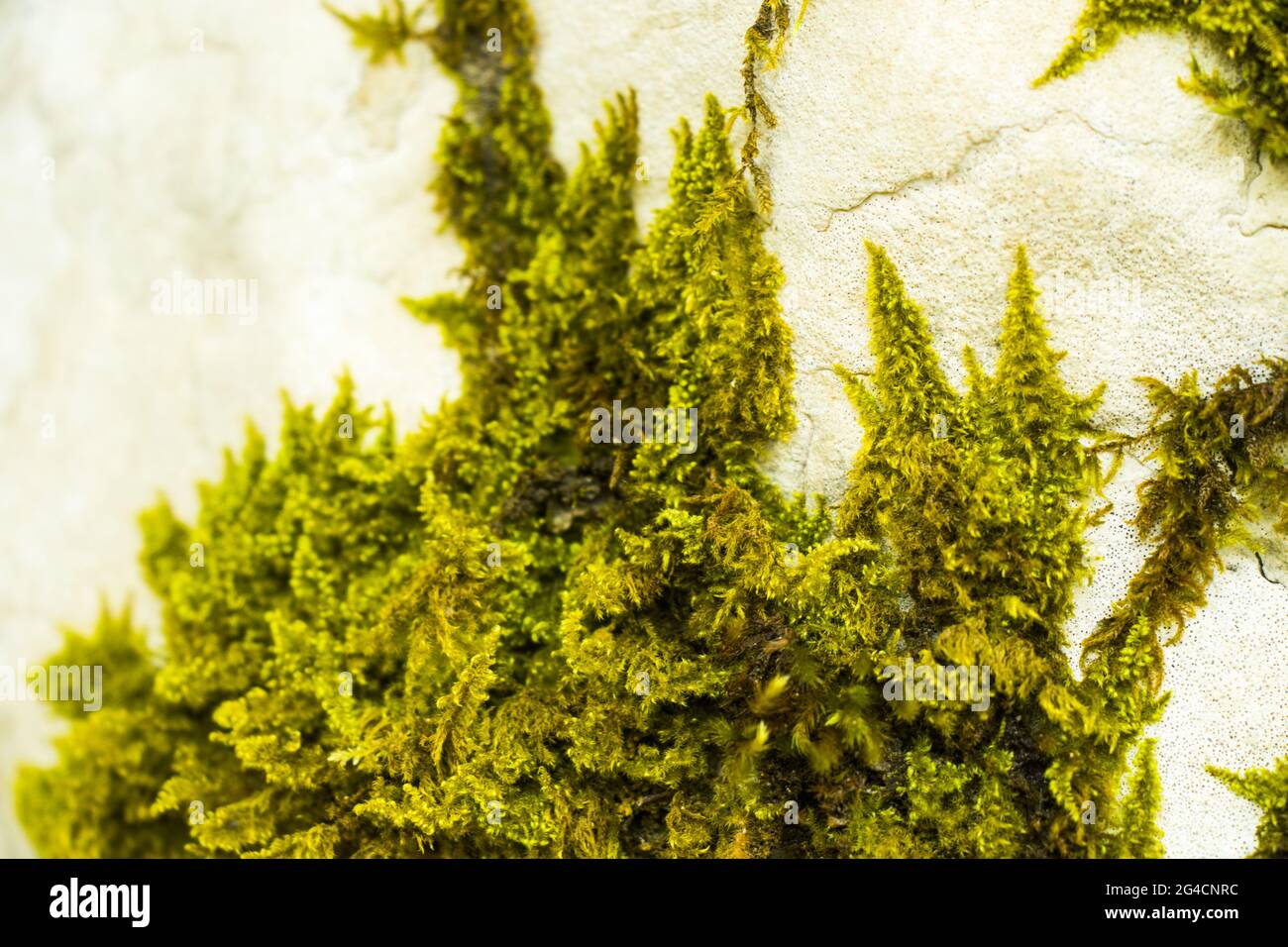 A closeup shot of rocks covered in green moss in a forest in Georgia ...
