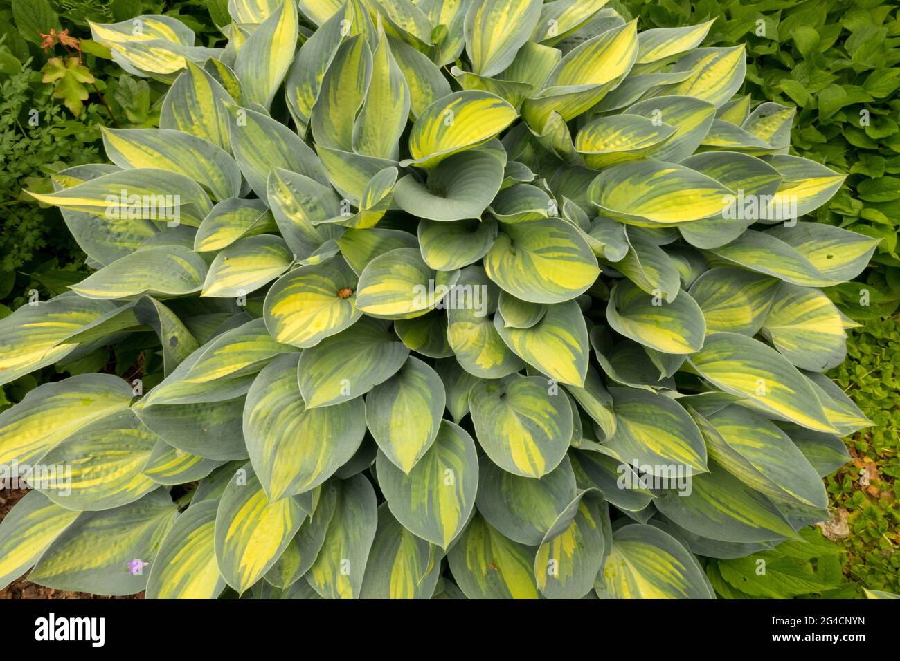 Hosta June plants Stock Photo