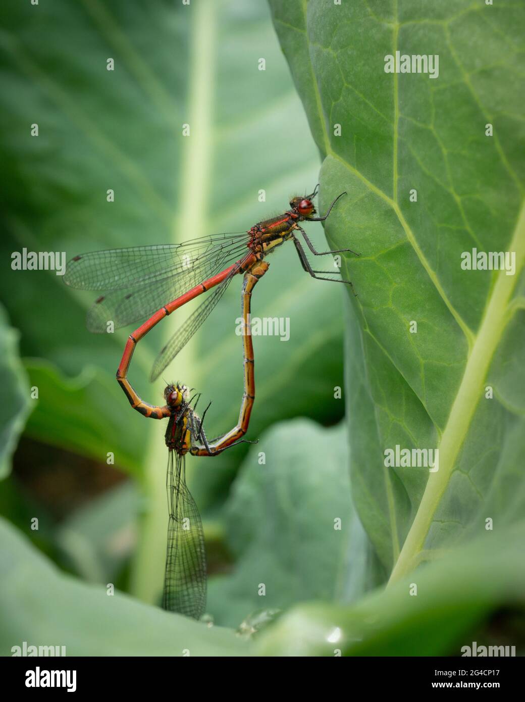 A selective focus shot of dragonflies mating on green leaf Stock Photo ...
