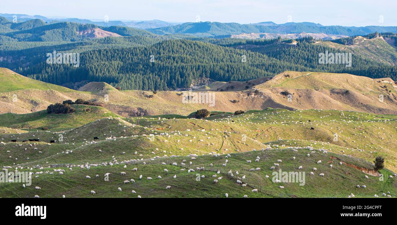 Sheeps grazing on green hills, Boundary stream reserve, New Zealand Stock Photo