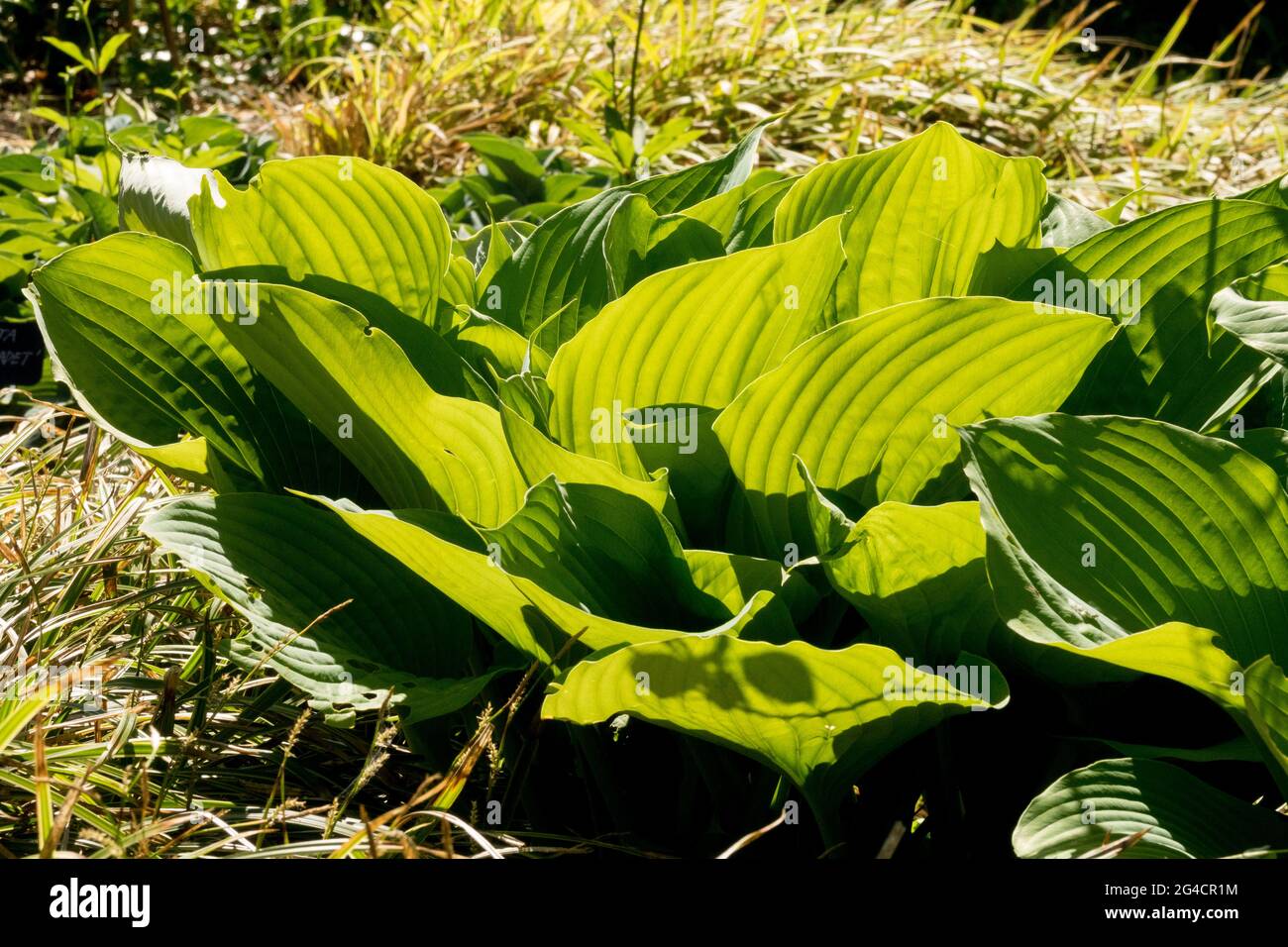 Hosta Sum And Substance sunlight Stock Photo