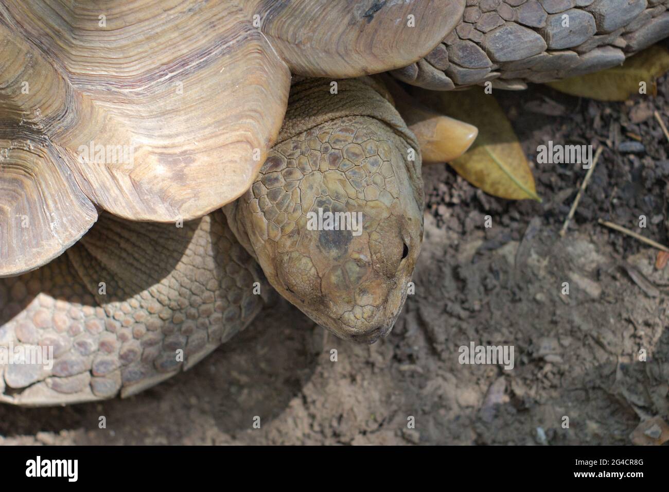 African spurred tortoise head from the top Stock Photo