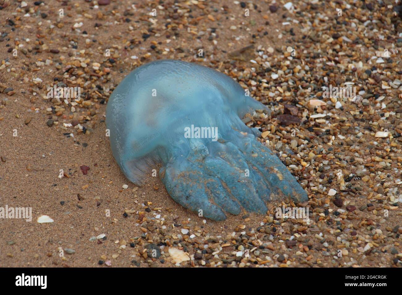 A Jelly Blubber blue jellyfish on sand and shells on a beach on the east coast of Australia Stock Photo