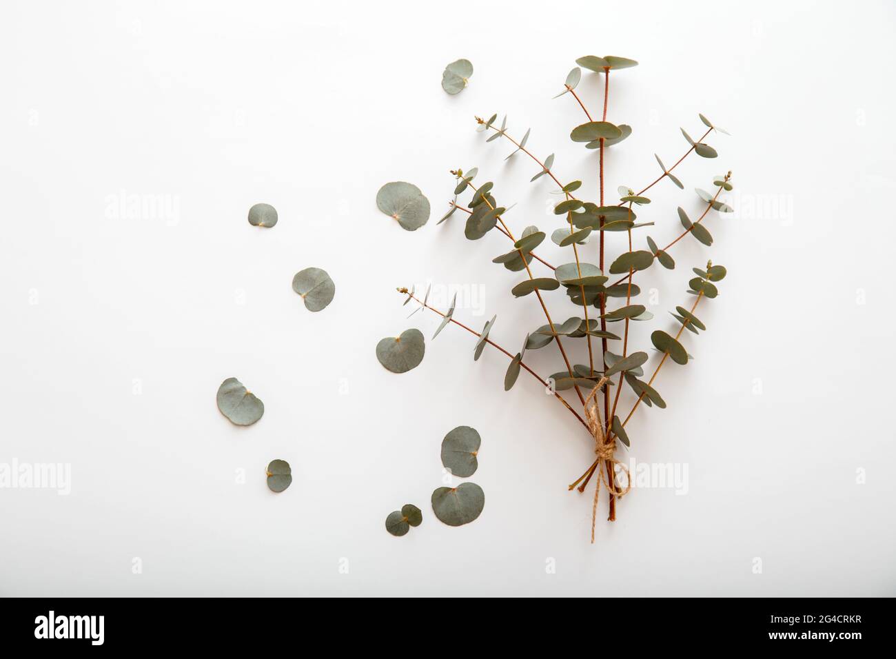 Eucalyptus in bouquet. Bunch of eucalyptus branches tied in bouquet and lies on white background. Top view with copy space. Spring greenery flowers. Stock Photo