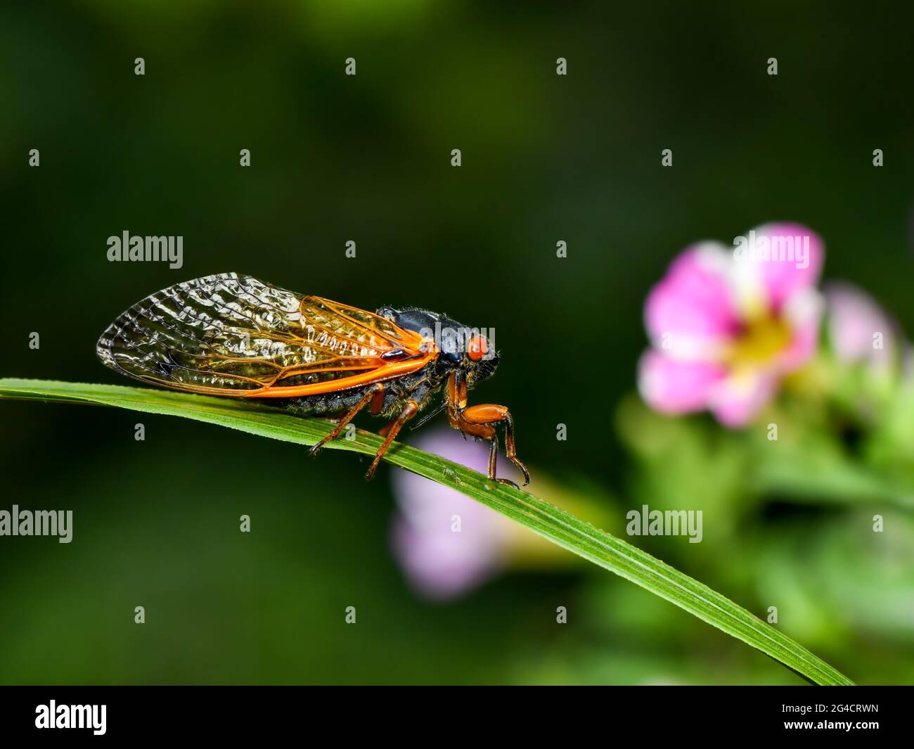 2021 Brood X Cicada Stock Photo Alamy(02)