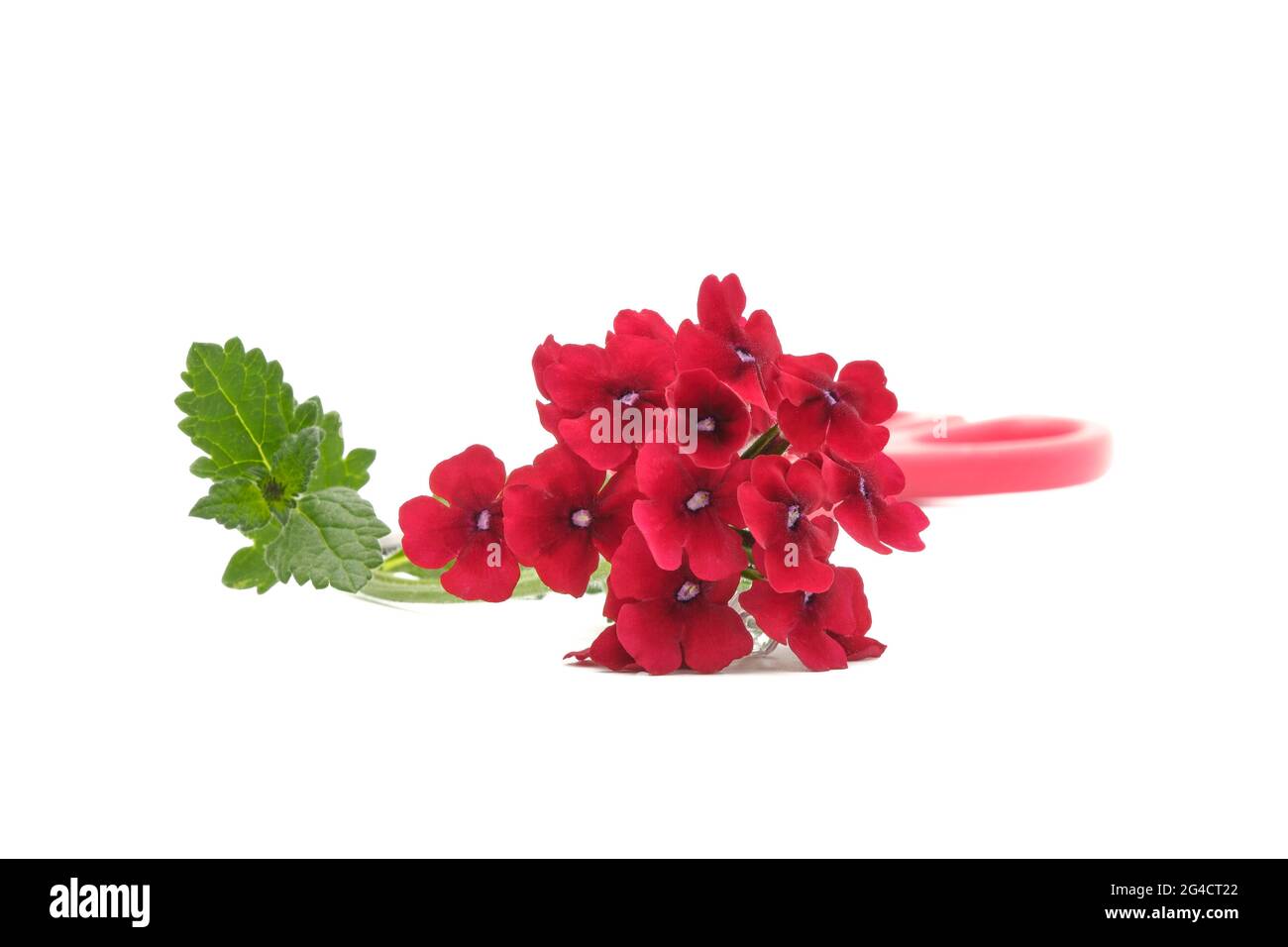 Vibrant red verbena, Verbena rigida,  photographed against a white background. Stock Photo