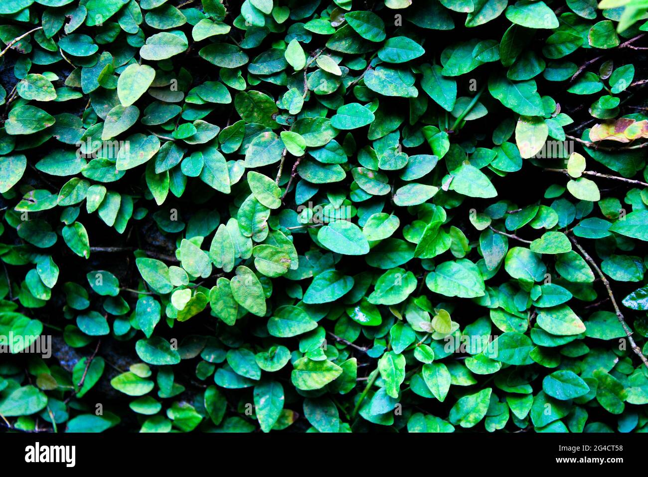 Green Leafy Background Stock Photo