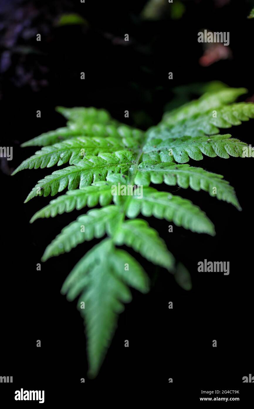 Phegopteris plants or beach fern plant with dark background Stock Photo