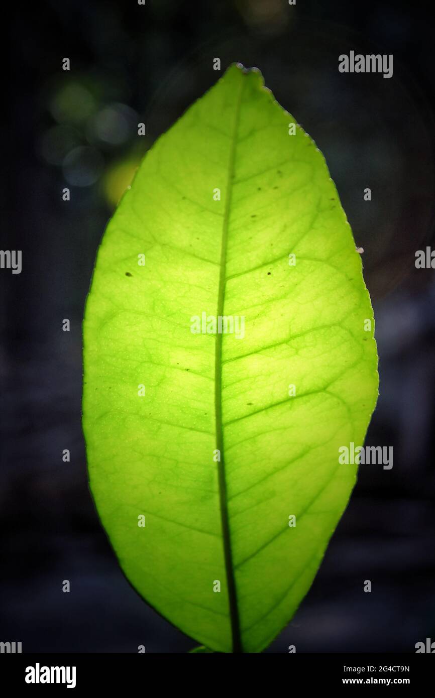 Pomelo fruit plant leaves Stock Photo Alamy