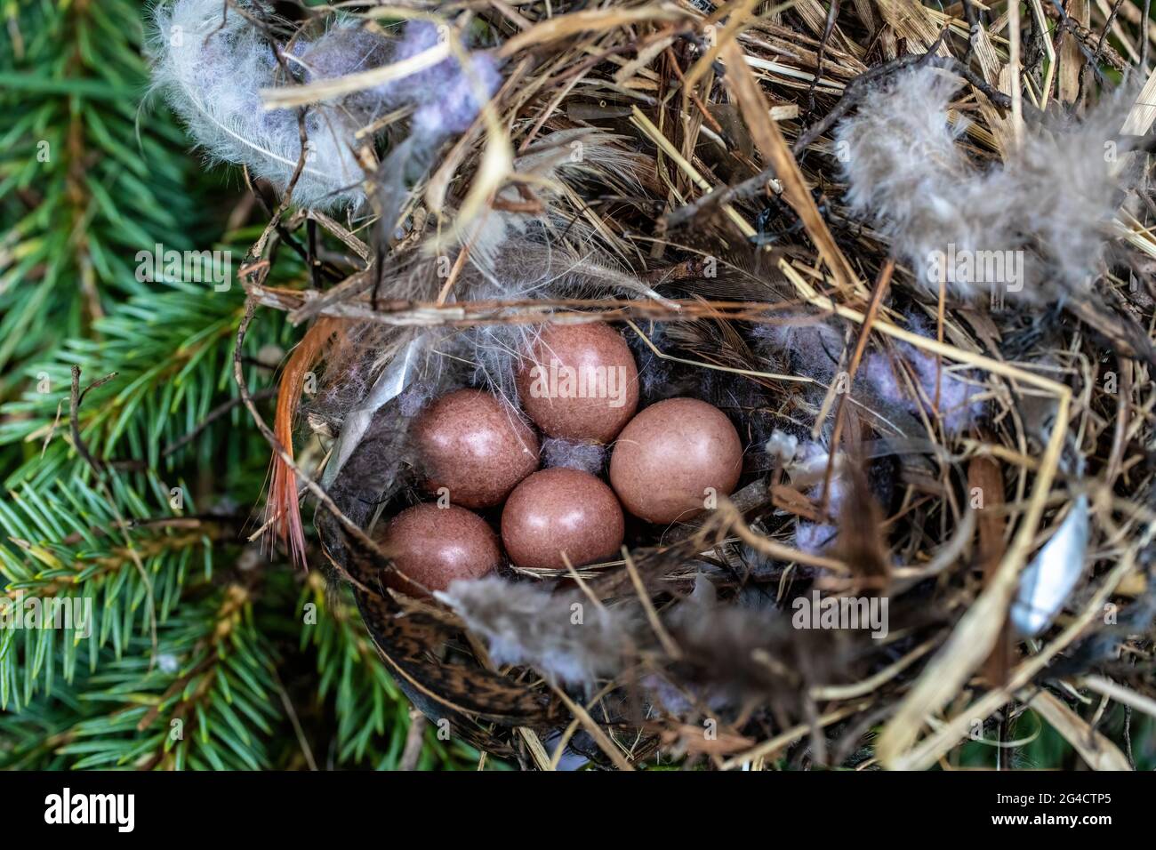 Small nest of tiny brown bird eggs of a jenny wren Stock Photo