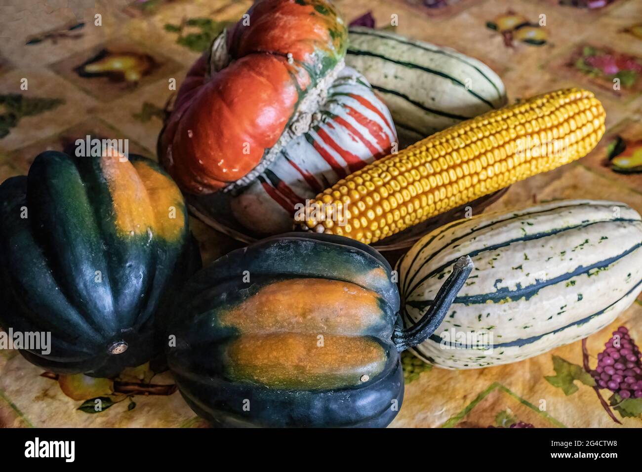 Assortment of squash and an ear of field corn; acorn, turk's turban and delicata. Stock Photo