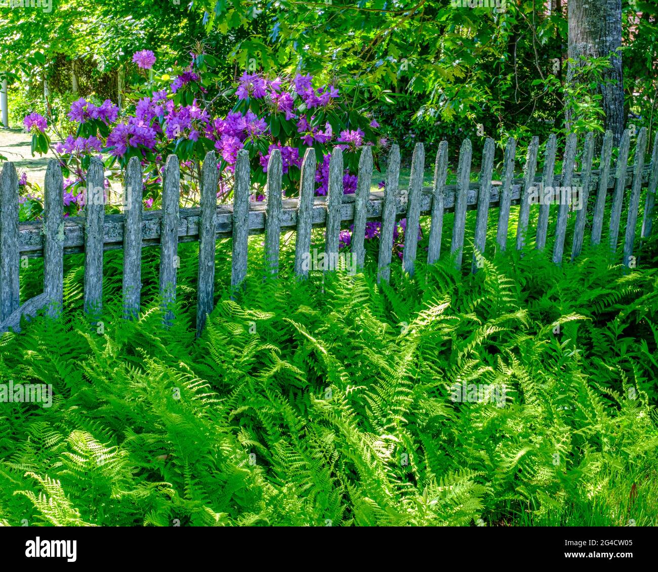 An old picket fence and a rhododendron bush on the common in Royalston, Massachusetts Stock Photo