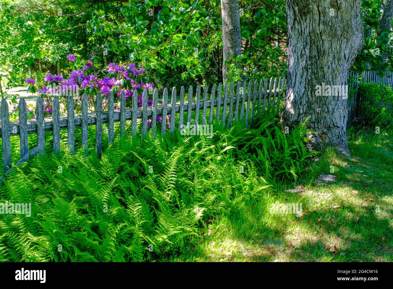 An old picket fence and a rhododendron bush on the common in Royalston, Massachusetts Stock Photo