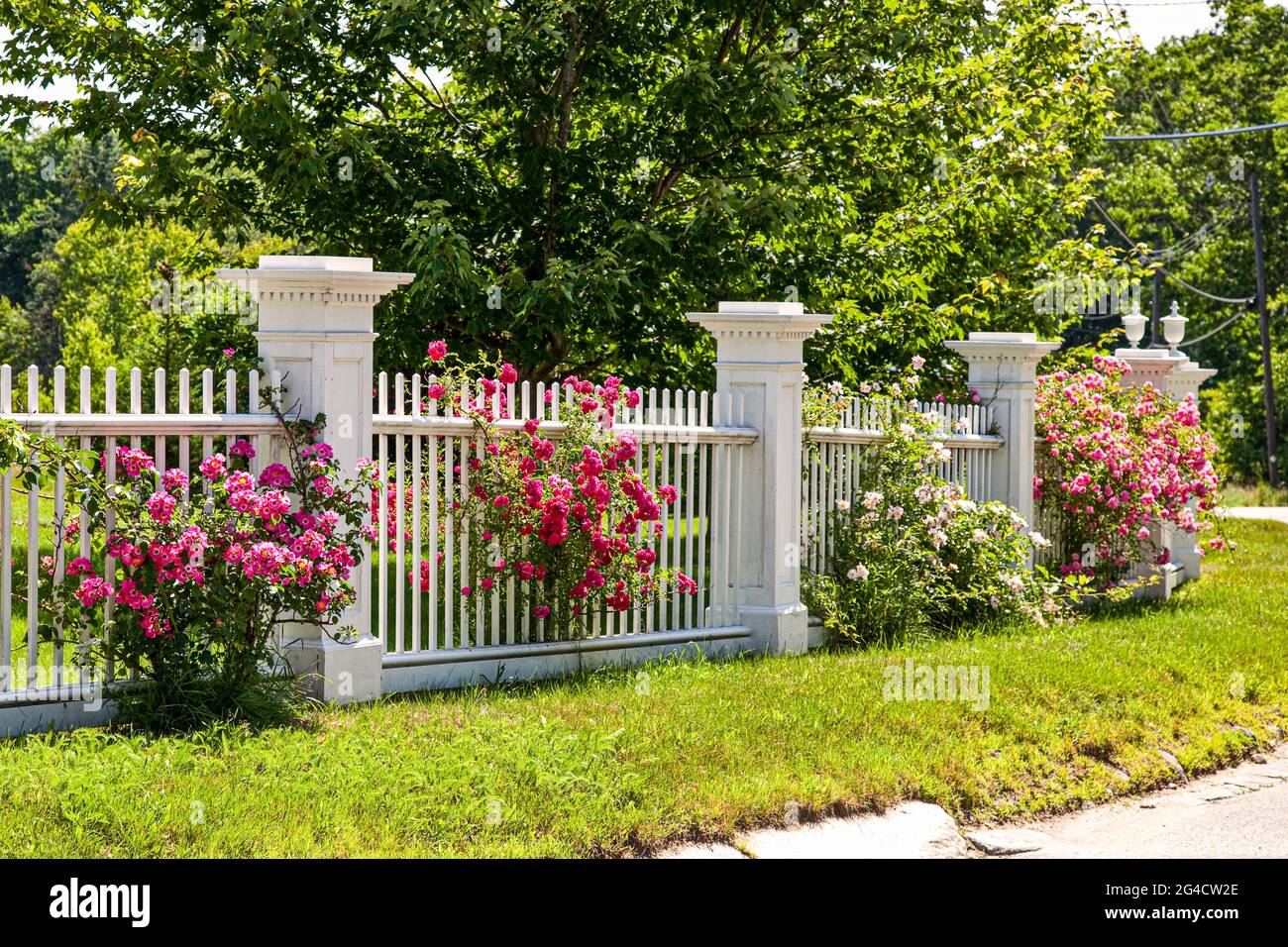 Whitestone Fence Roses Old white fence hi-res stock photography and images - Alamy