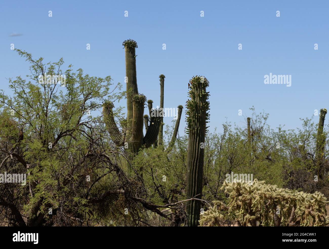 An unprecedented number of 'side blooms' grow on saguaro cactus during May, their typical Spring flowering season, Sonoran Desert, Tucson, Arizona, US Stock Photo