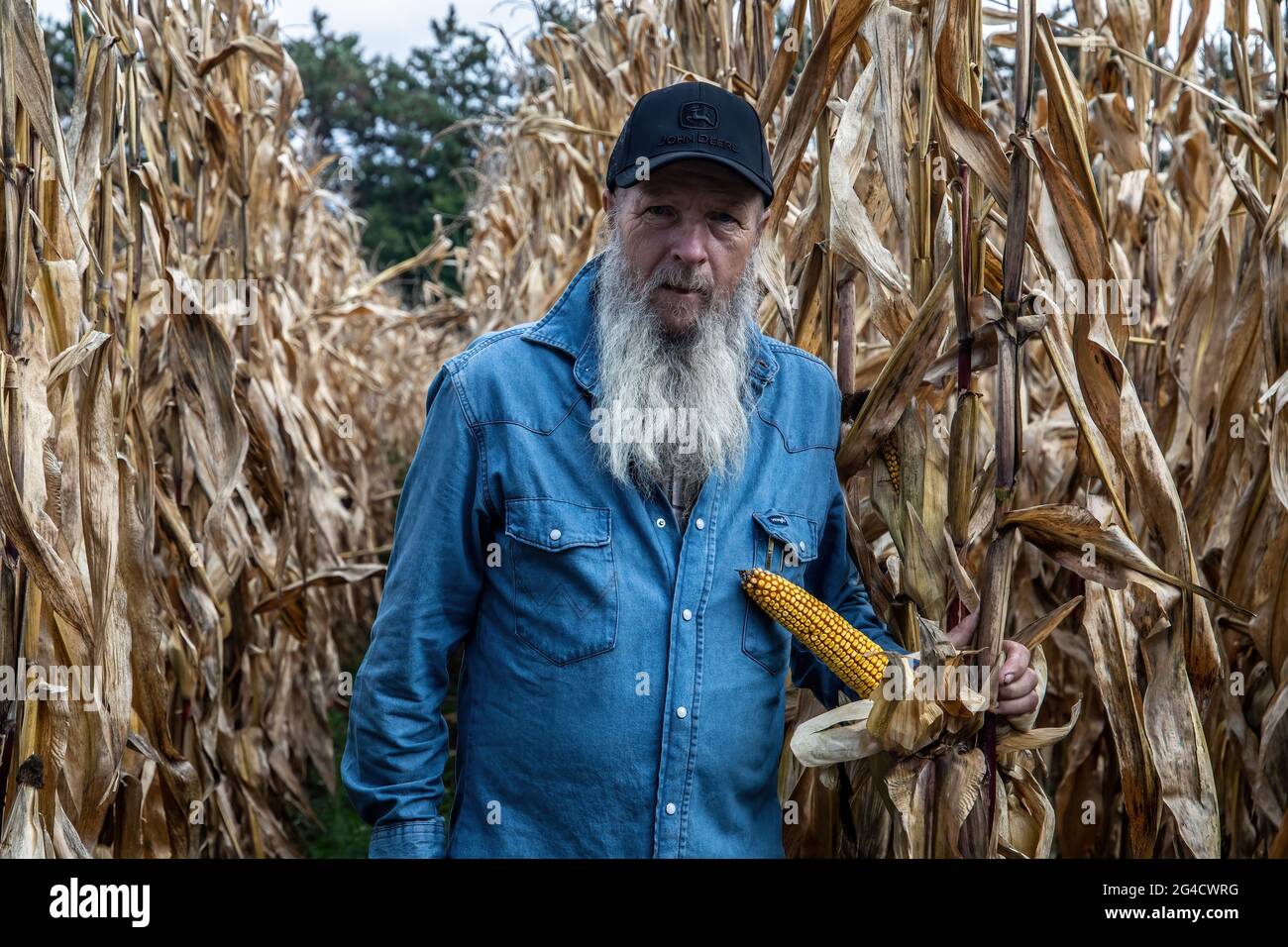 Proud farmer with his crop of corn and showing an ear of field corn ...