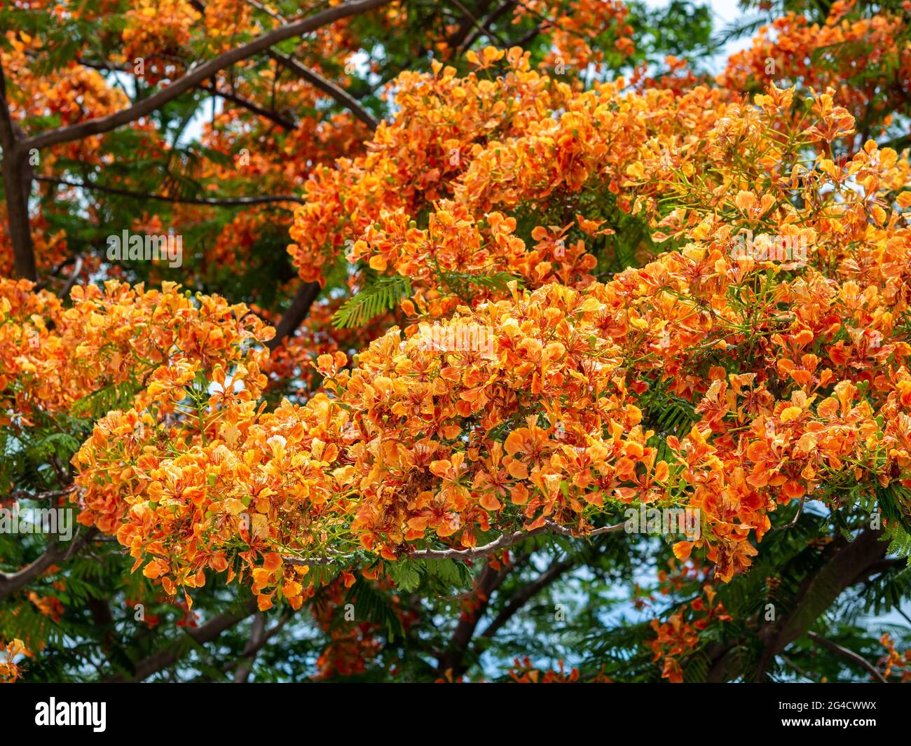 Beautiful tropical orange color flowers on the tree in Thailand. Red flower background Stock