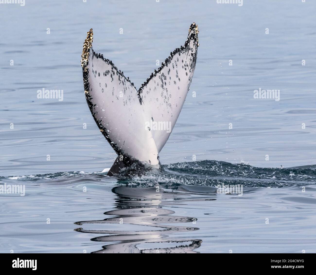 Humpback whale tail slapping and fluke diving off the Tweed heads Coast during their annual migration Stock Photo