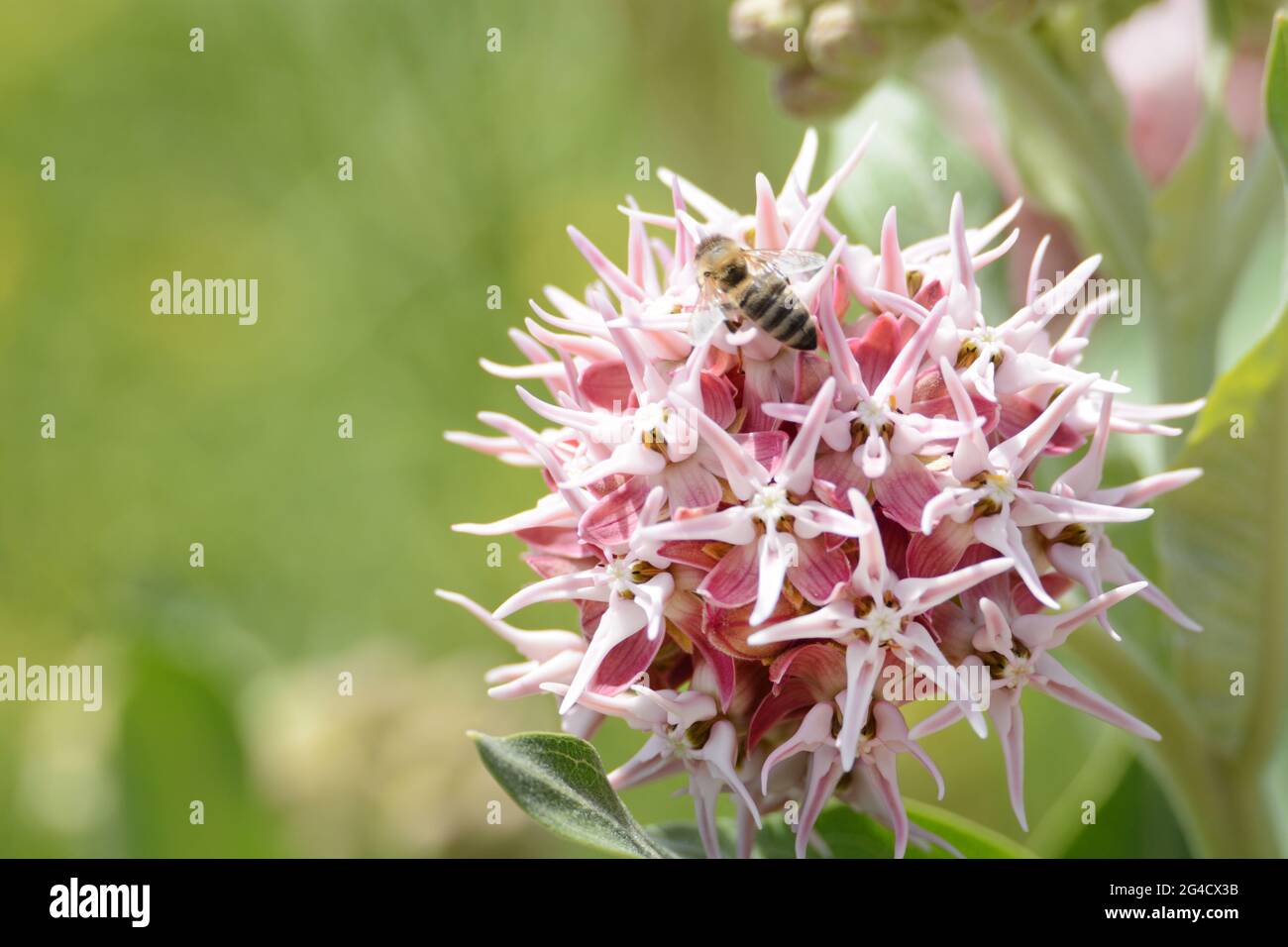 Bee collecting pollen on showy milkweed or Asclepias speciosa pink and ...