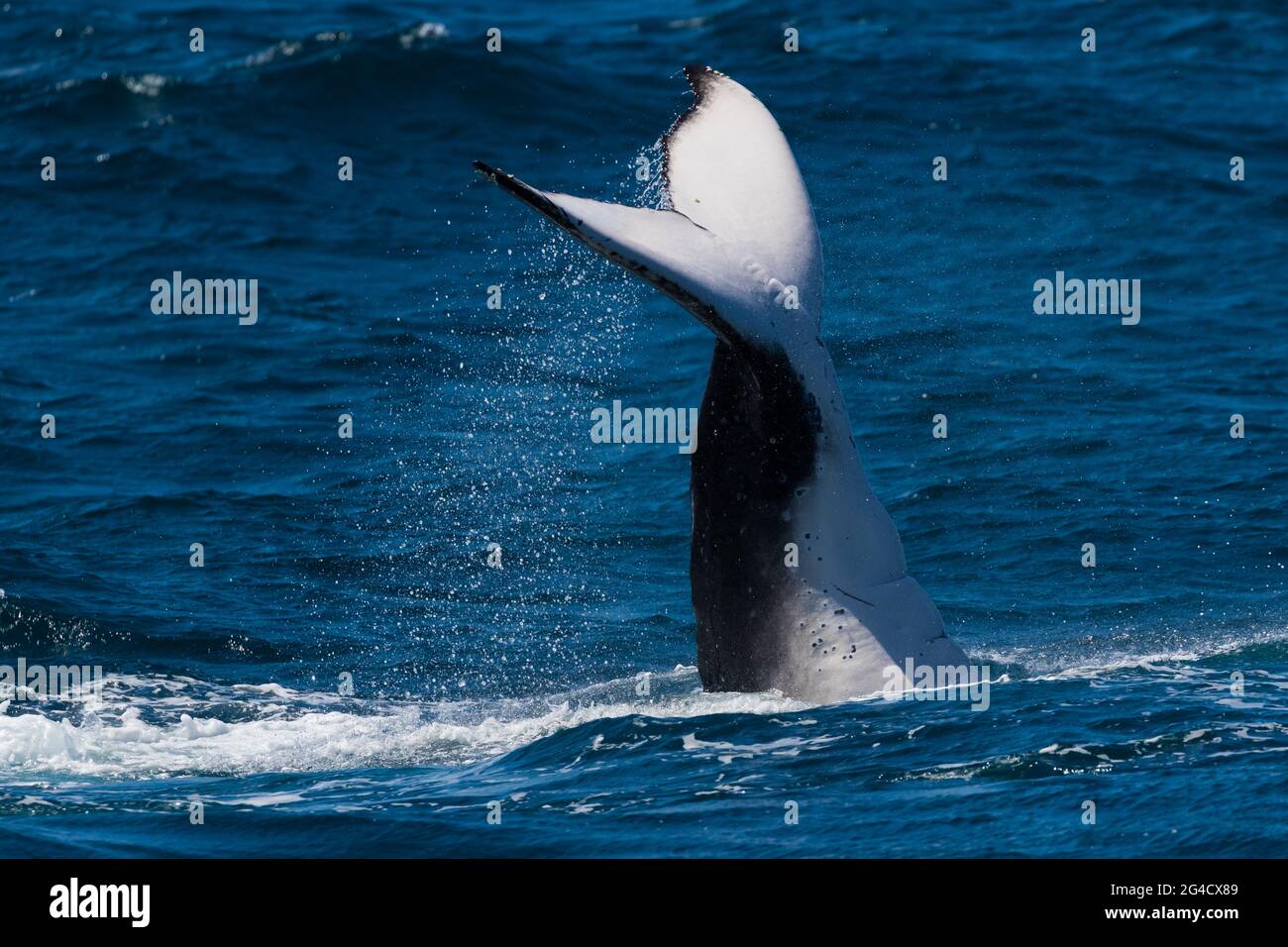 Humpback whale tail slapping and fluke diving off the Tweed heads Coast ...