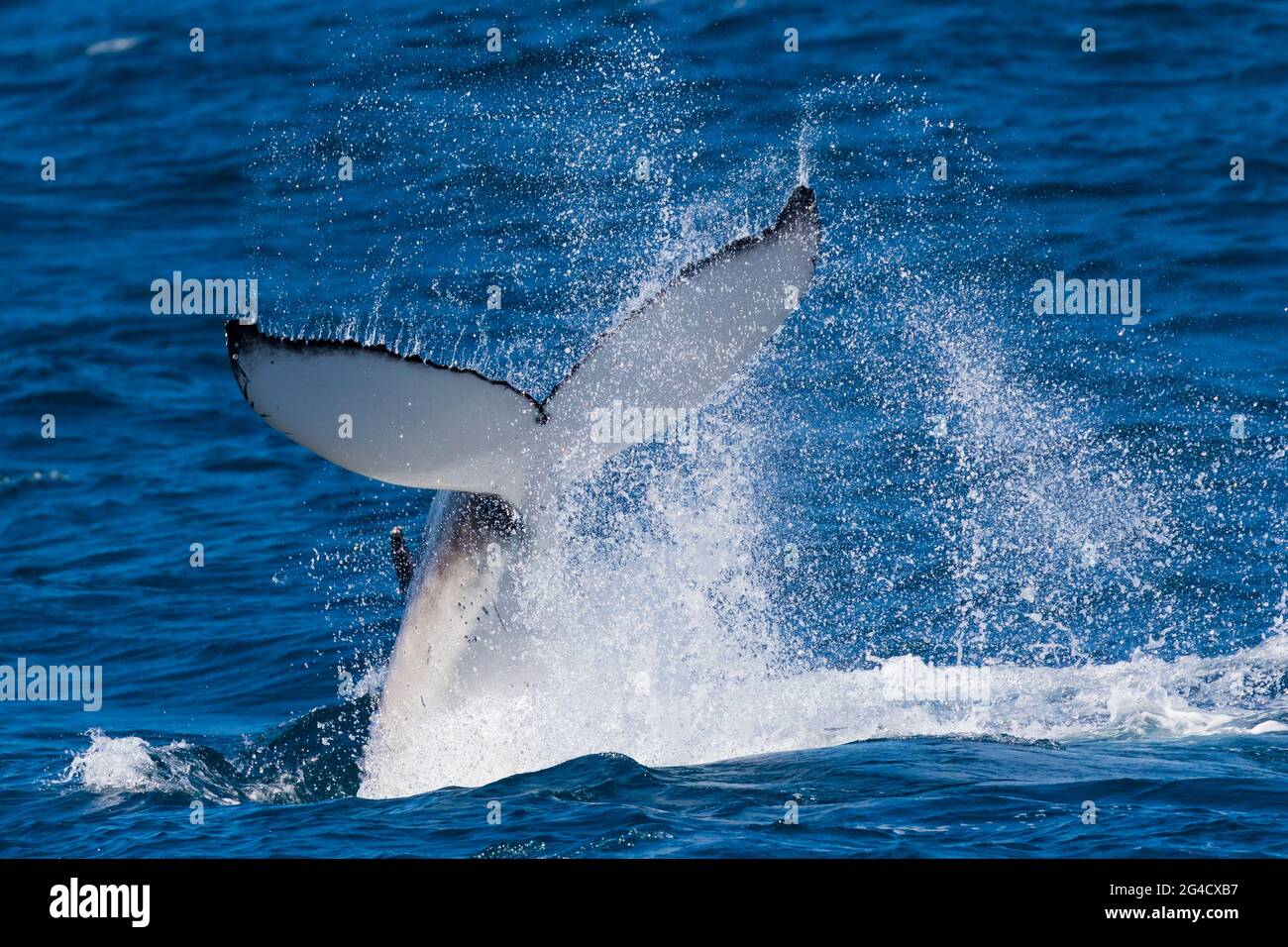 Humpback whale tail slapping and fluke diving off the Tweed heads Coast