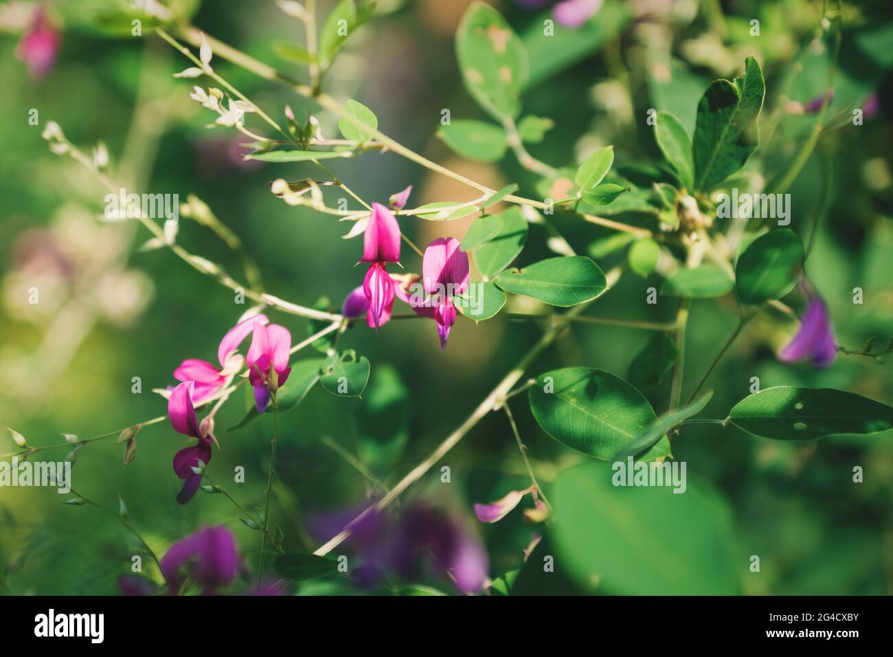 Closeup of purple violet blooming japanese bush clover flowers with the latin name Lespedeza in a zen garden in Kyoto, Japan Stock Photo