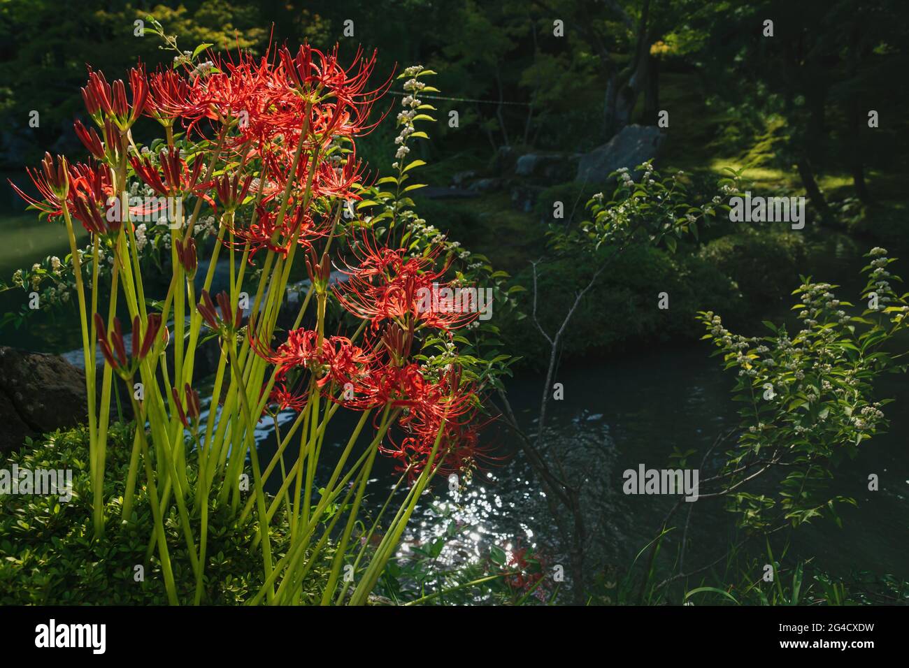 Sunlit blooming red spider lily, Lycoris radiata, in japanese zen garden in front of pond in Kyoto, Japan Stock Photo
