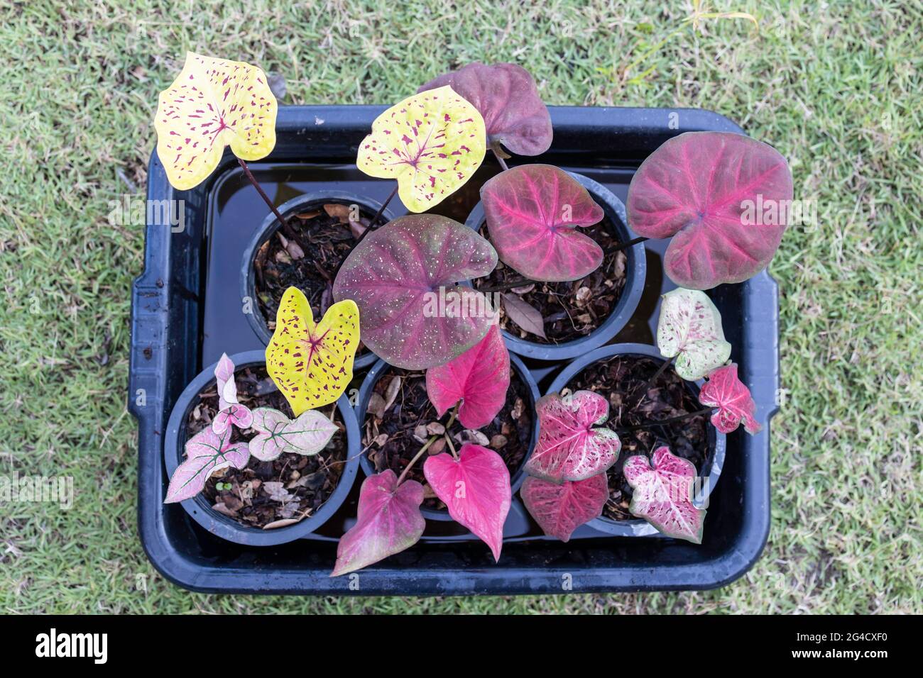 Many species of caladium with different leaf color characteristics are placed in a litter box. Stock Photo