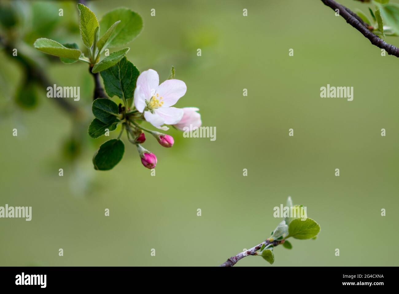 white flower and buds on the apple tree fruit tree in the garden. mock