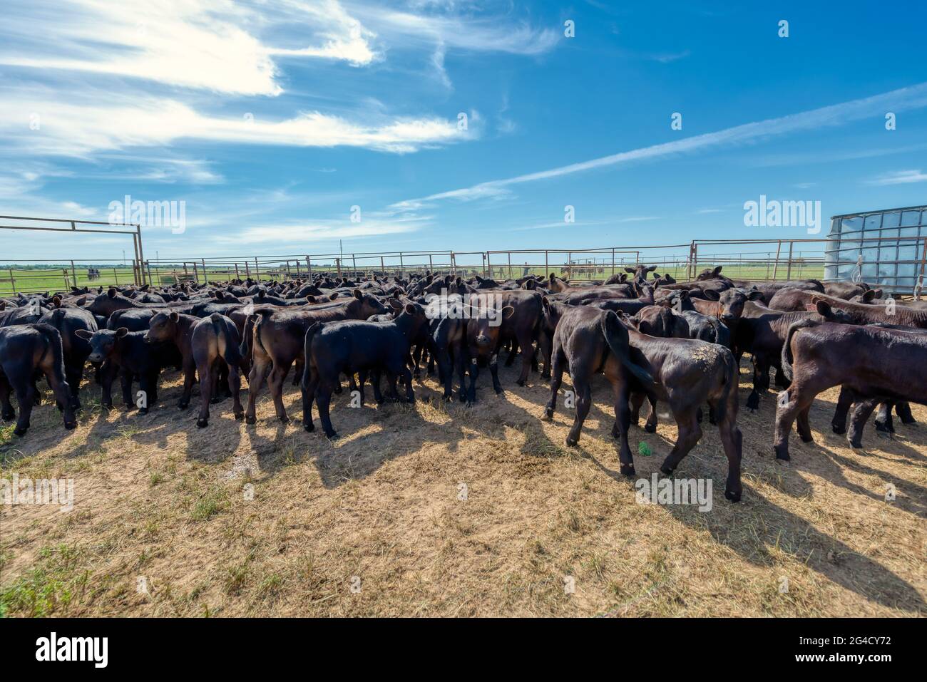 Black Angus calves in corral. Stock Photo