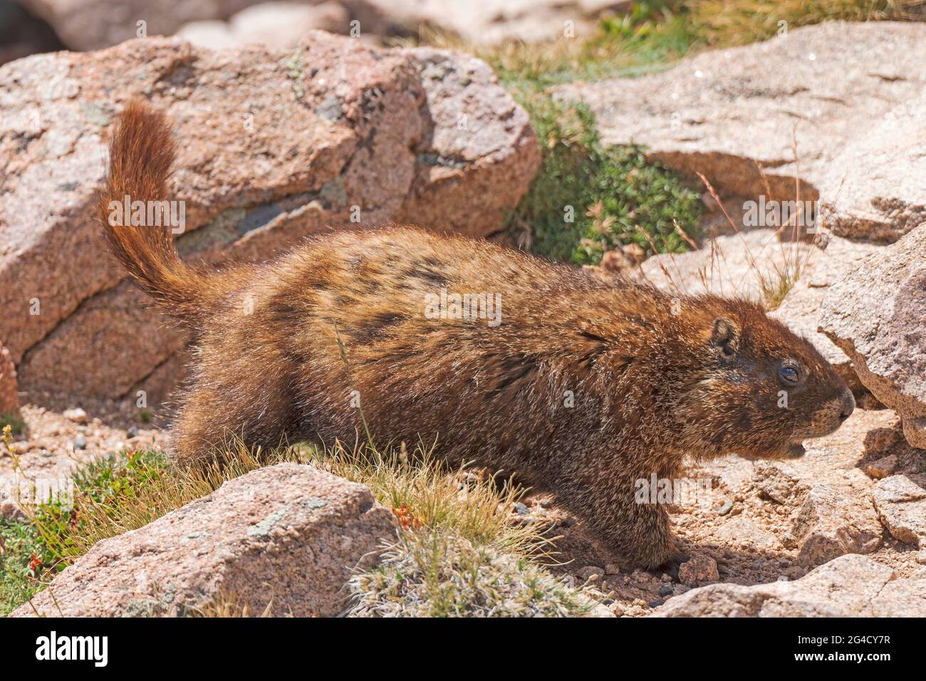 Yellow Bellied Marmot Wandering the Alpine Tundra in Rocky Mountain National Park in Colorado Stock Photo