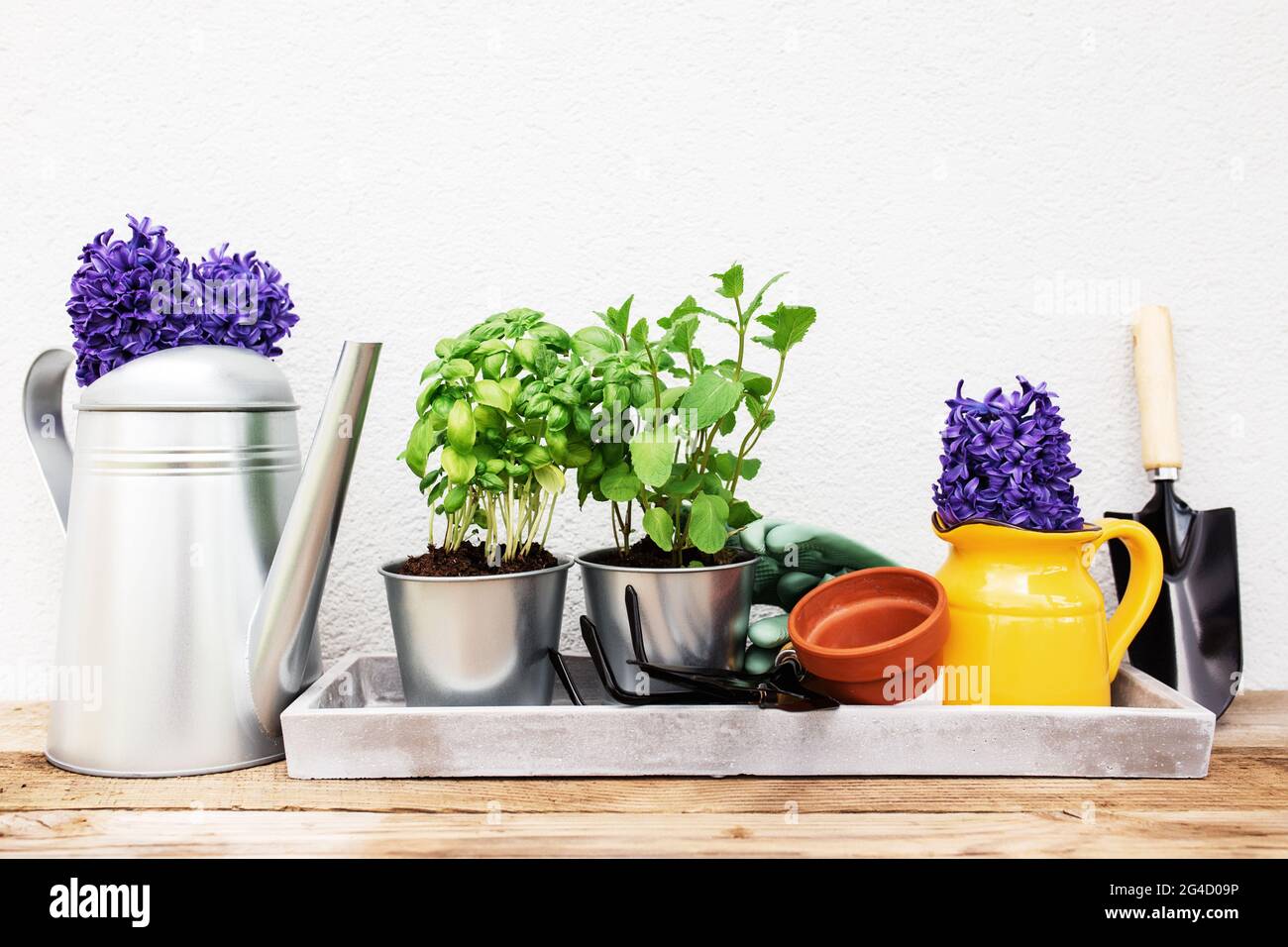 Gardening hobby concept, Hyacinth, mint and basil in metal pot, garden