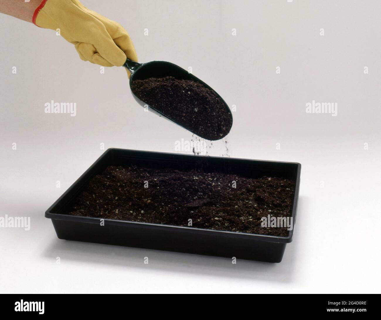 SOWING SEEDS: STEP ONE: FILL TRAY WITH SEED STARTING POTTING MIX. Stock Photo