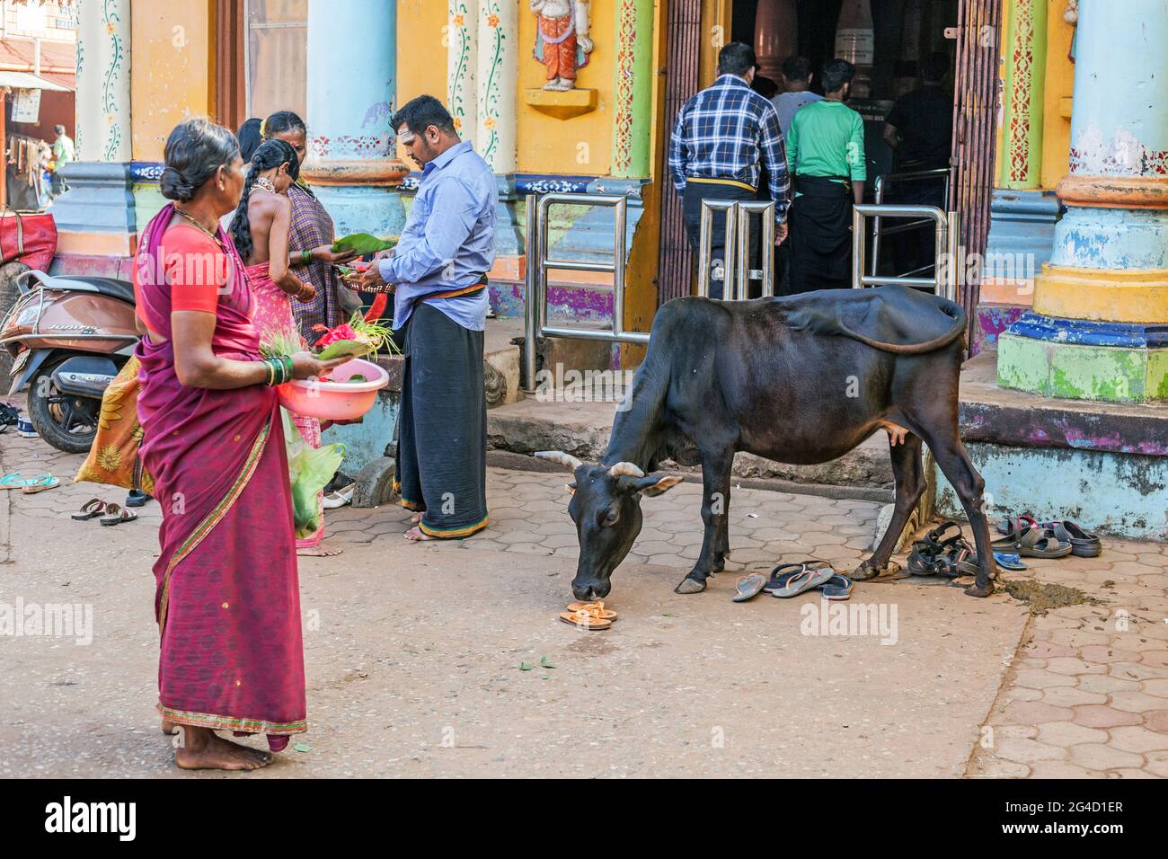 Indian female offers puja offering to worshippers as sacred cow sniffs flip flops, Shree Mahaganapati Temple, Gokarna, Karnataka, India Stock Photo