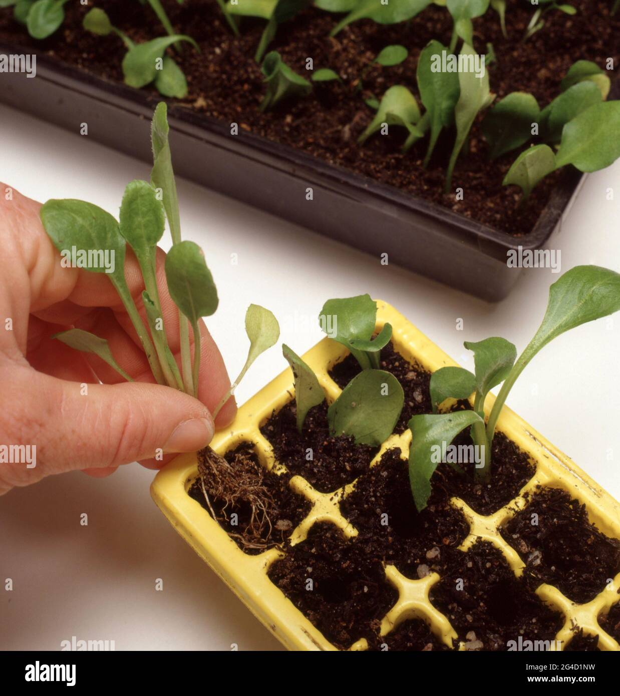 SOWING SEEDS: STEP ELEVEN: TRANSFERRING SEEDLINGS FROM TRAY TO PUNNETS. Stock Photo