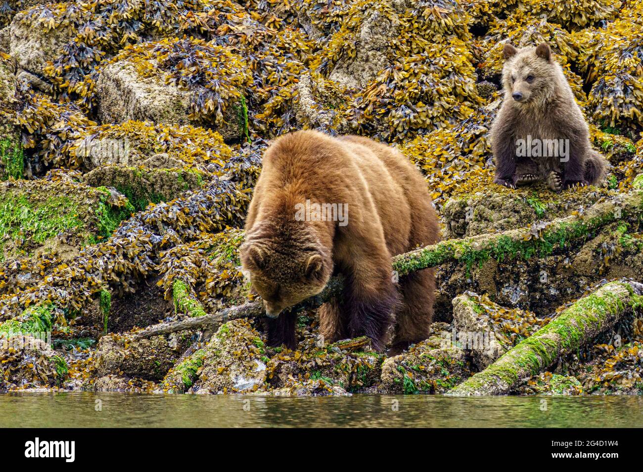 Fresh grizzly cub ( about 4 month old) learning from its mom feeding behaviour during low tide, Knight Inlet, First Nations Territory, British Columbi Stock Photo