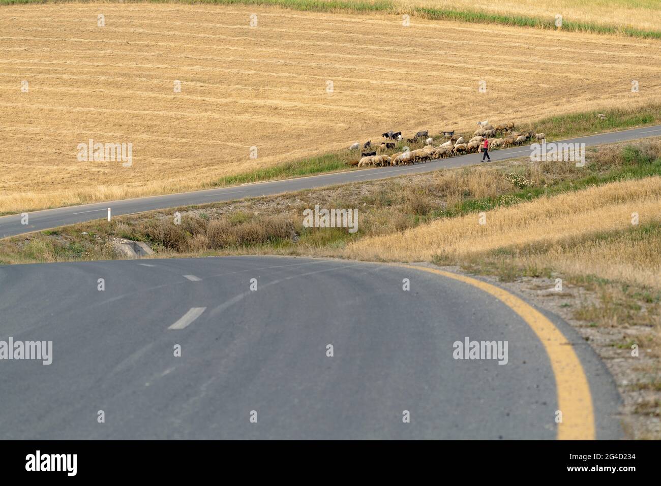 Shepherd with flock of sheep on the road Stock Photo - Alamy