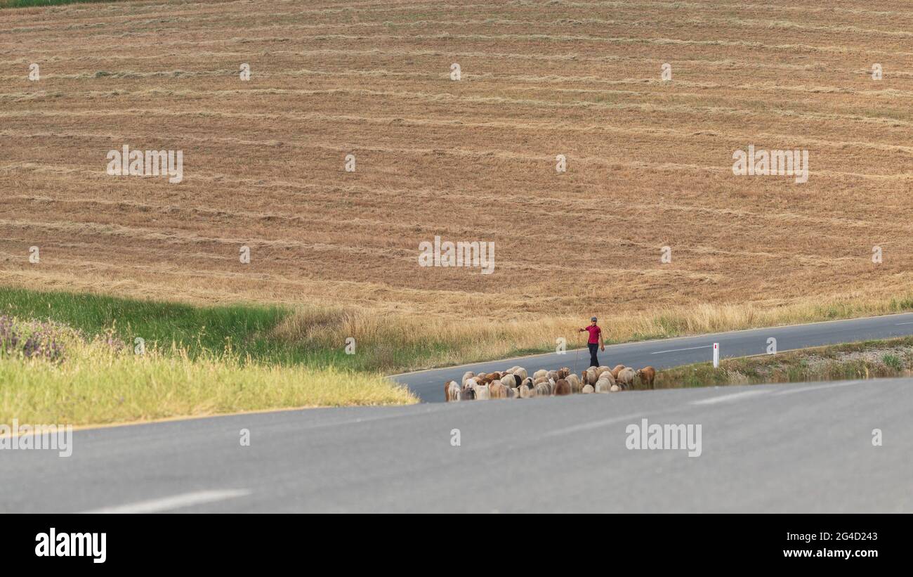 Shepherd with flock of sheep on the road Stock Photo