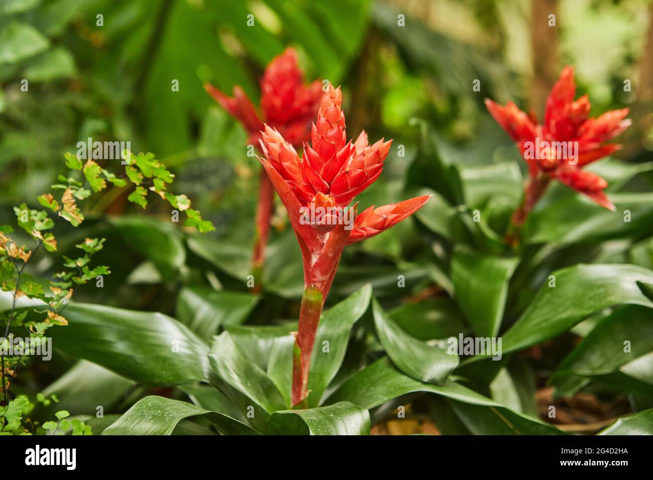 Blooming red bromeliads in botanical park close-up Stock Photo