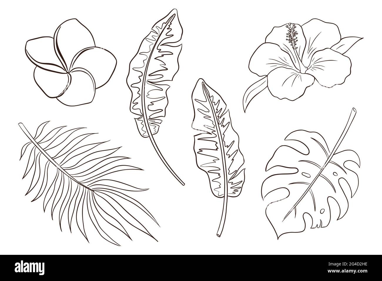 Palm Leaf Coloring Pages