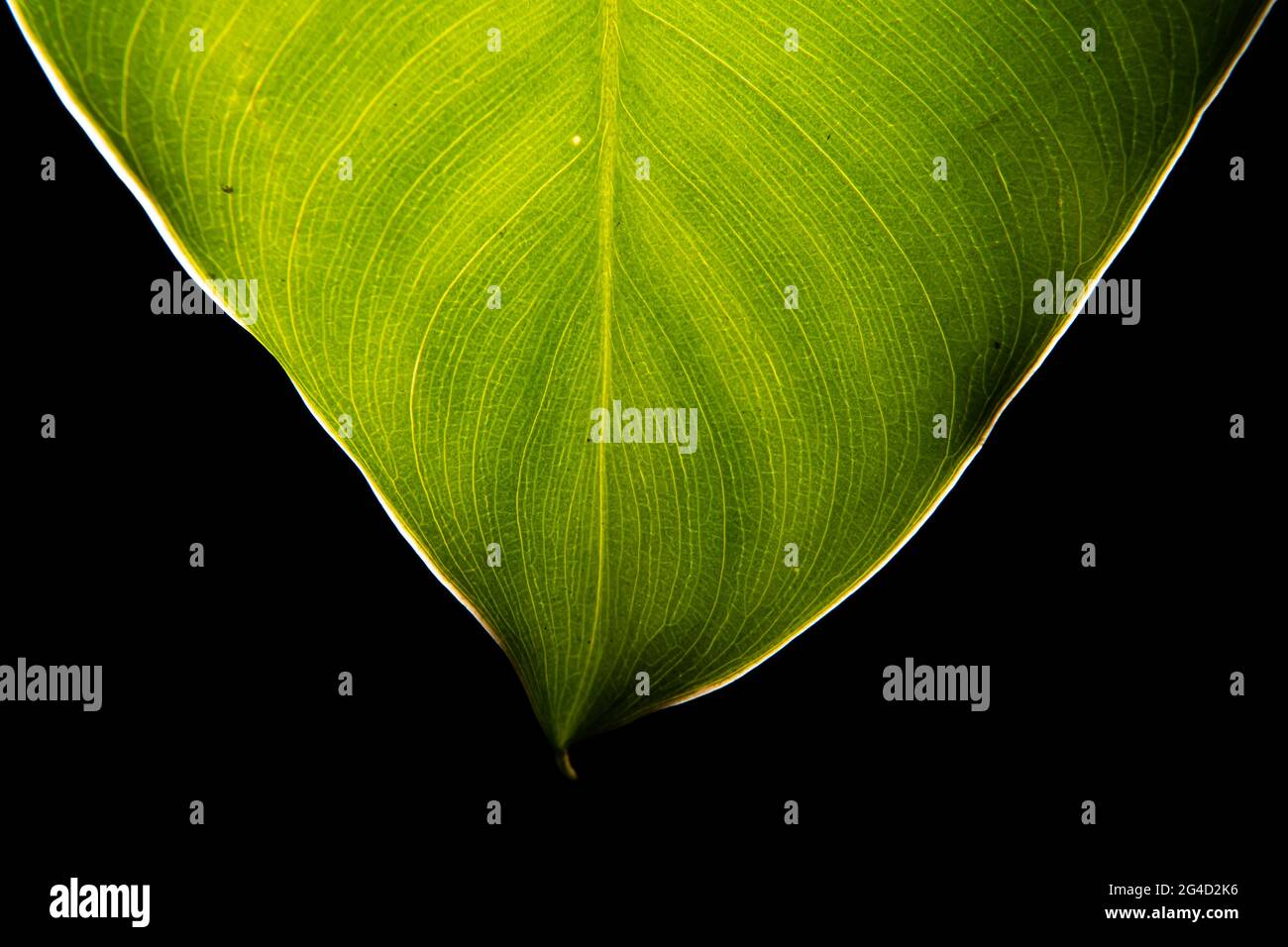 Close-up green leaf texture on black background Stock Photo