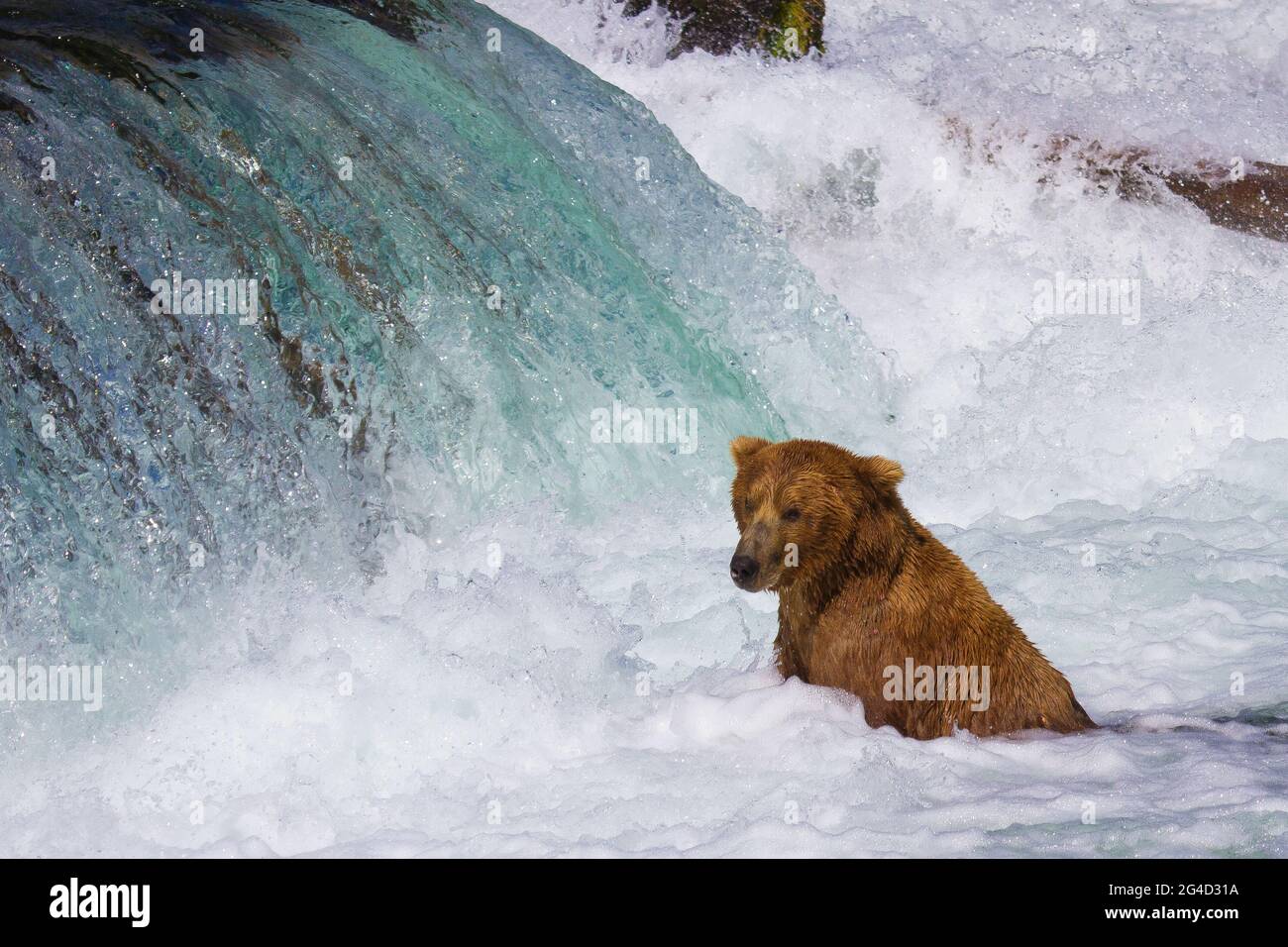 Brown Bears catching salmon at Brooks Falls in Katmai National Park Alaska Stock Photo