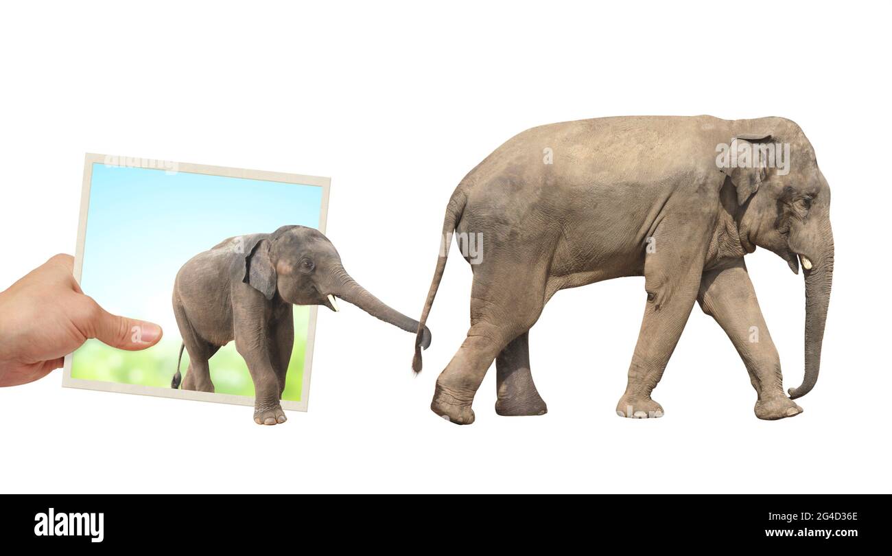 Human hand holds a photograph with Elephants emerging from photography. Opportunities, nature and ecology concepts. Mom and baby elephants walking thr Stock Photo